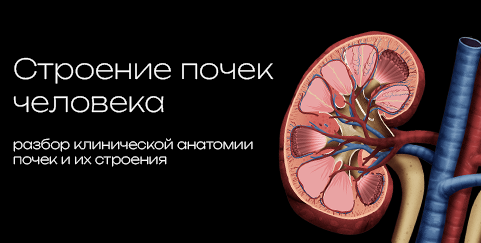 Kidney 3D model preview